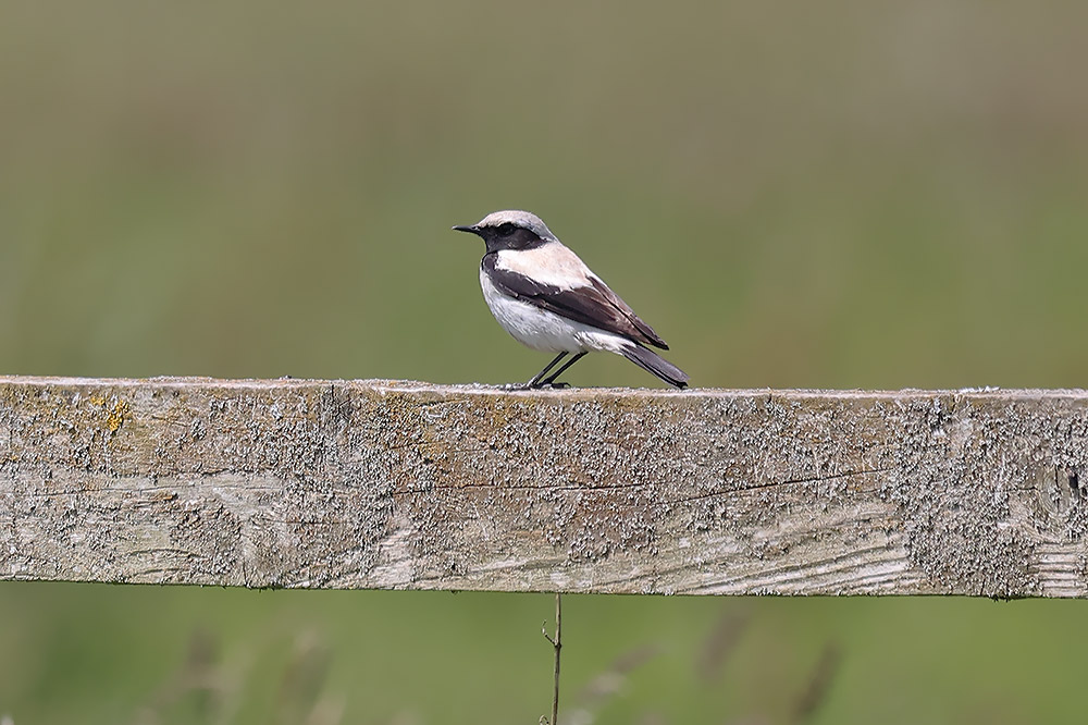 Desert wheatear
